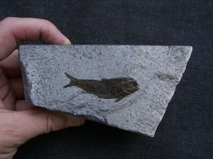 Ophiopsis atenuata