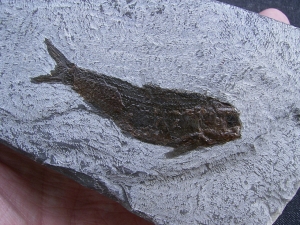 Ophiopsis atenuata