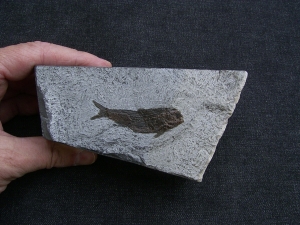 Ophiopsis atenuata