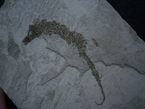 Seepferd Hippocampus