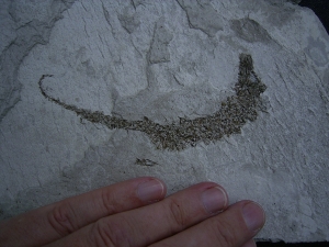 Seepferd Hippocampus