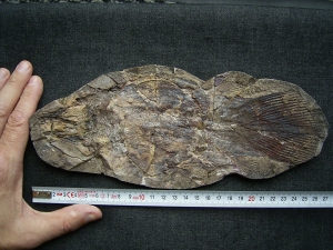 Quastenflosser, Whiteia woodwardi