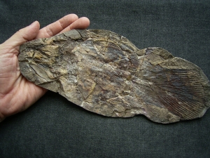 Quastenflosser, Whiteia woodwardi