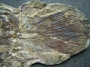 Quastenflosser, Whiteia woodwardi