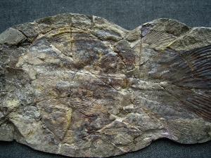 Quastenflosser, Whiteia woodwardi