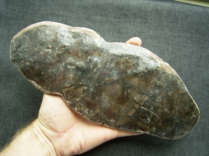 Quastenflosser, Whiteia woodwardi