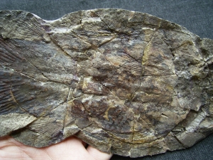 Quastenflosser, Whiteia woodwardi