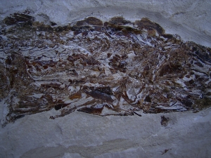 Fisch frisst Fisch aus der Kreidezeit