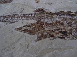 Fisch frisst Fisch aus der Kreidezeit