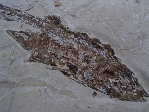 Fisch frisst Fisch aus der Kreidezeit