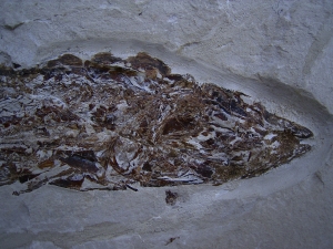 Fisch frisst Fisch aus der Kreidezeit