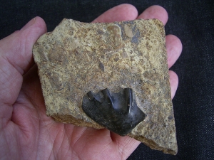 Ceratodus Zahn aus der Trias