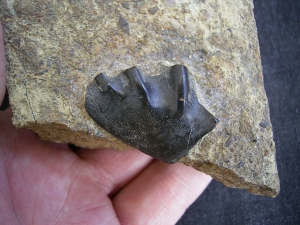 Ceratodus Zahn aus der Trias