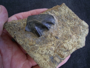 Ceratodus Zahn aus der Trias