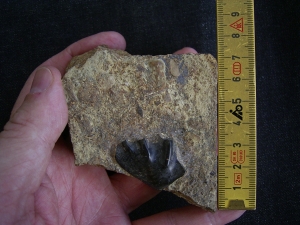 Ceratodus Zahn aus der Trias
