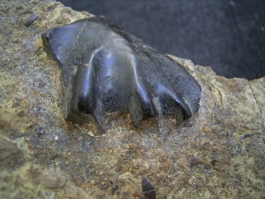 Ceratodus Zahn aus der Trias