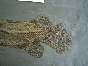Knochenhecht aus der Grube Messel