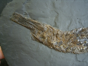 Knochenhecht aus der Grube Messel