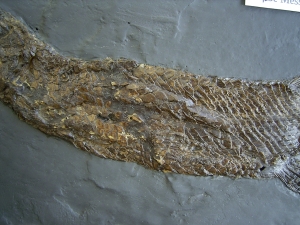 Knochenhecht aus der Grube Messel