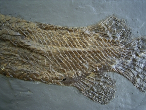 Knochenhecht aus der Grube Messel