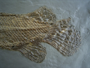 Knochenhecht aus der Grube Messel
