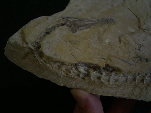 Mesosaurus Schaedel und Teilskelett