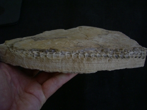 Mesosaurus Schaedel und Teilskelett