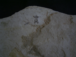 Mesosaurus Schaedel und Teilskelett