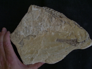 Mesosaurus Schaedel und Teilskelett