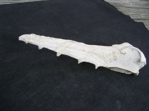 Vogel-Schaedel Odontopteryx gigas
