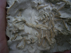 Bonebed: rodent skulls and skeletons