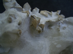 Bonebed: rodent skulls and skeletons