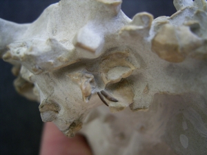 Bonebed: rodent skulls and skeletons