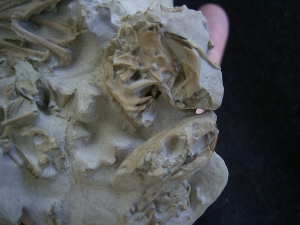 Bonebed: rodent skulls and skeletons