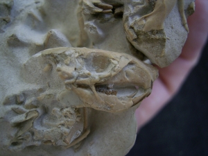 Bonebed: rodent skulls and skeletons