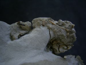 Bonebed: rodent skulls and skeletons