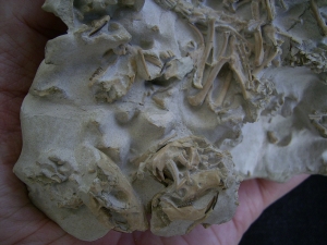 Bonebed: rodent skulls and skeletons
