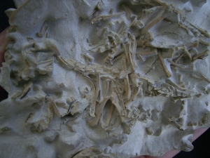 Bonebed: rodent skulls and skeletons