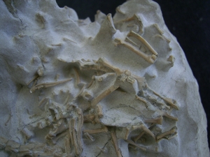 Bonebed: rodent skulls and skeletons