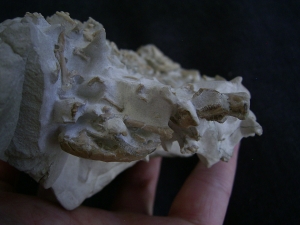 Bonebed: rodent skulls and skeletons