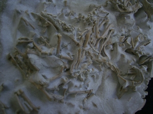 Bonebed: rodent skulls and skeletons