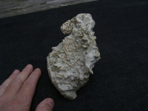 Bonebed: rodent skulls and skeletons