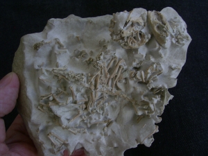 Bonebed: rodent skulls and skeletons