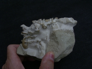 Bonebed: rodent skulls and skeletons