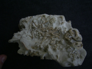 Bonebed: rodent skulls and skeletons