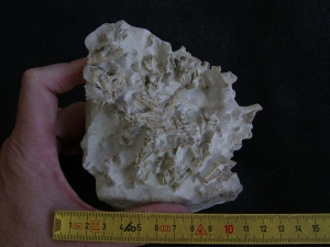 Bonebed: rodent skulls and skeletons