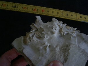 Bonebed: rodent skulls and skeletons