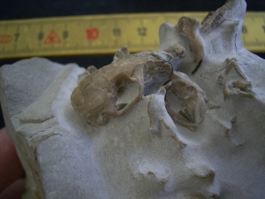 Bonebed: rodent skulls and skeletons