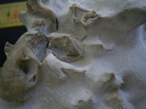 Bonebed: rodent skulls and skeletons