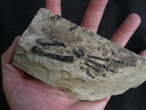 Claudiosaurus germaini- foot-skeleton